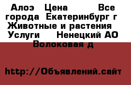 Алоэ › Цена ­ 150 - Все города, Екатеринбург г. Животные и растения » Услуги   . Ненецкий АО,Волоковая д.